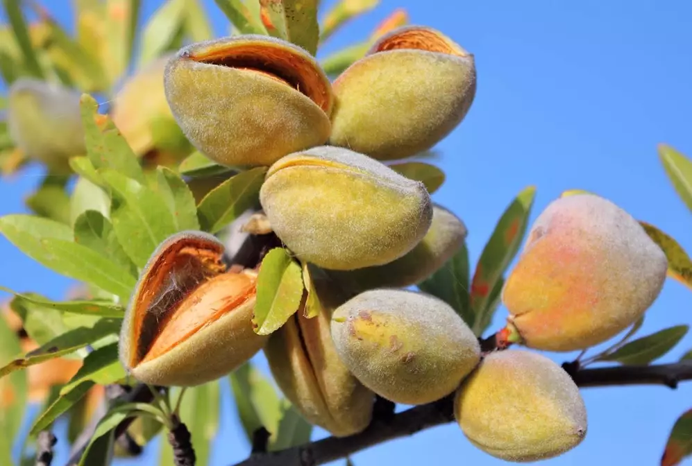 how to grow almond trees