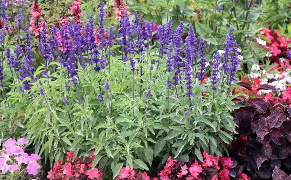 sage plant flowering