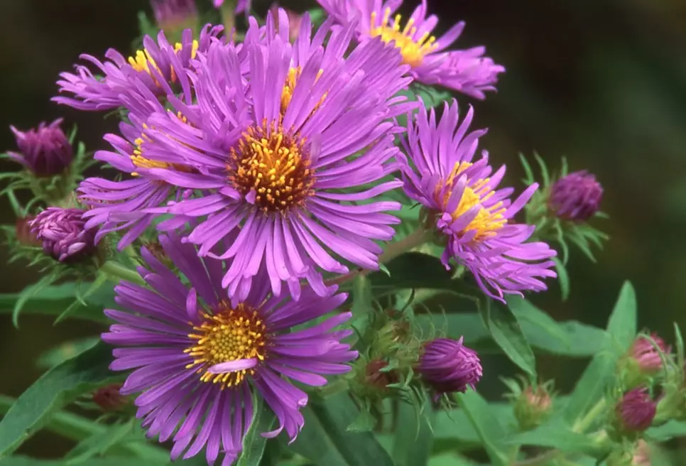 aster flower care aster flower care