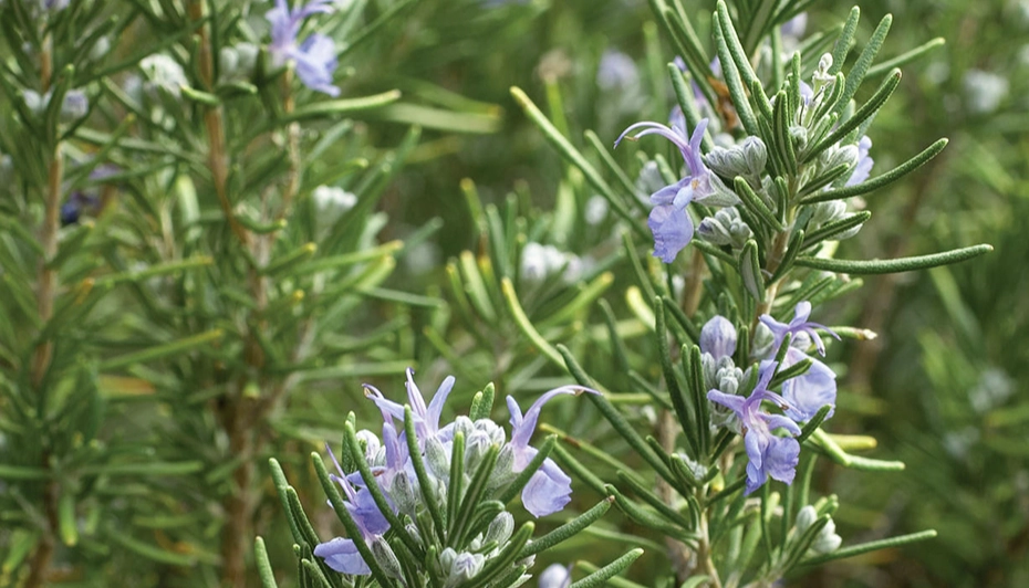rosemary plant care