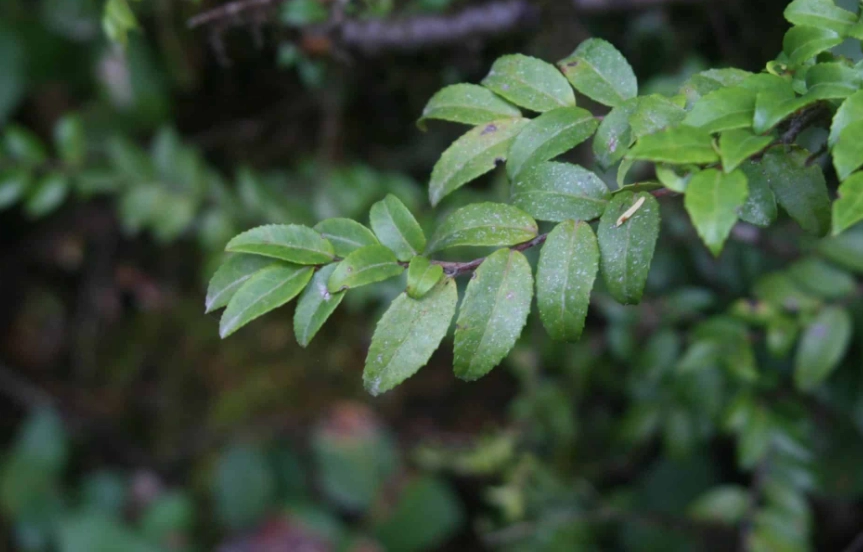 evergreen huckleberry berries evergreen huckleberry berries