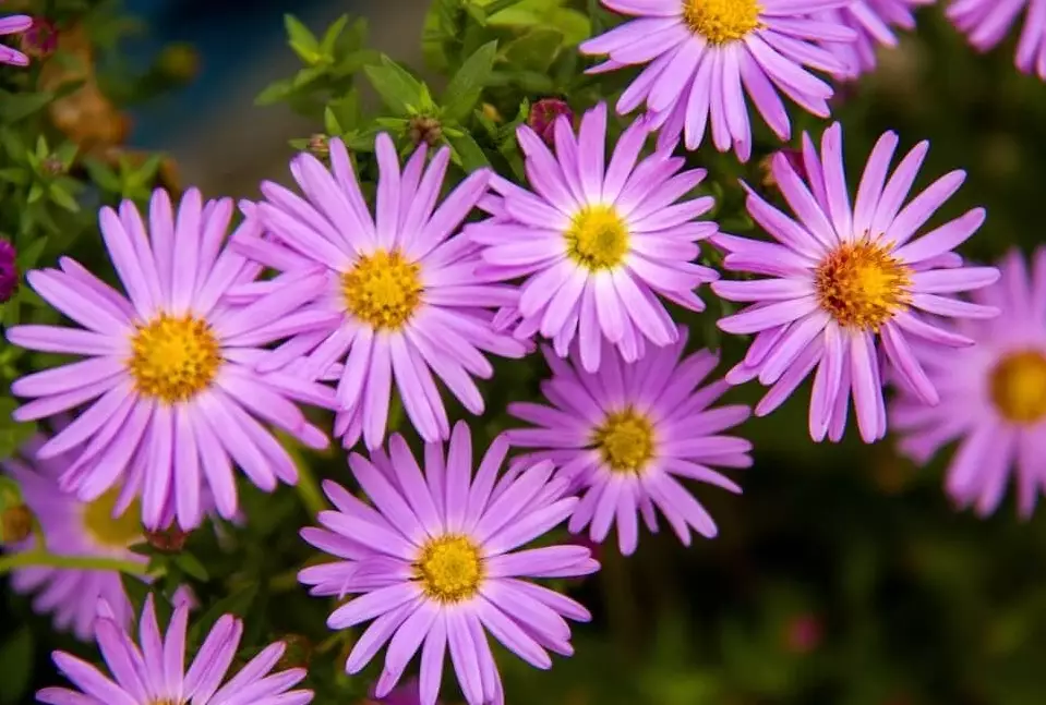 fall blooming perennials fall blooming perennials