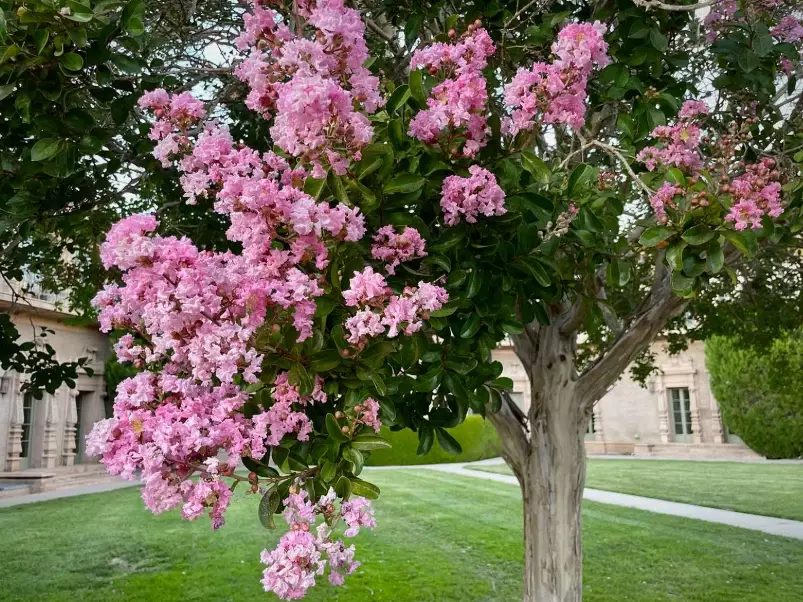 how to prune crepe myrtle how to prune crepe myrtle