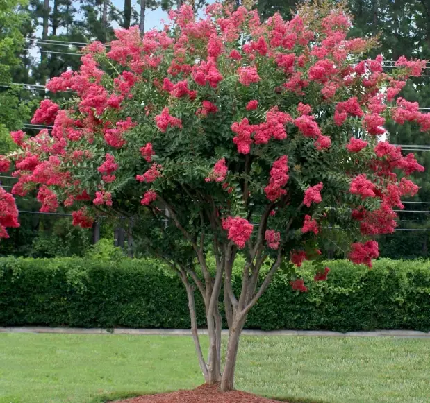 crepe myrtle