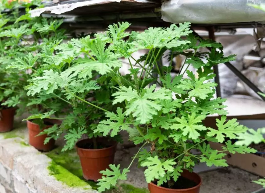 citronella plant care citronella plant care