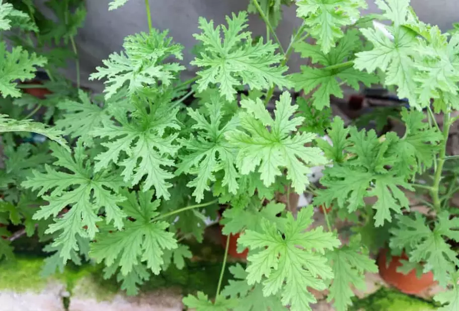 natural mosquito repellent plants natural mosquito repellent plants