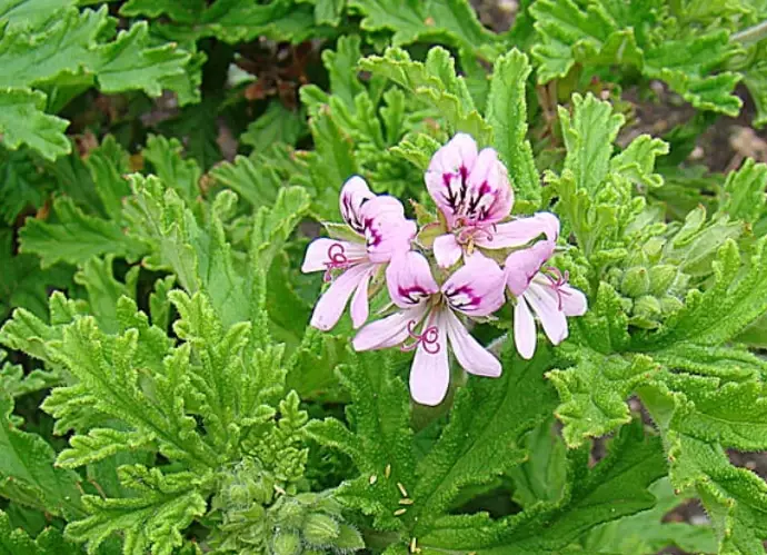 citronella vs lemongrass citronella vs lemongrass