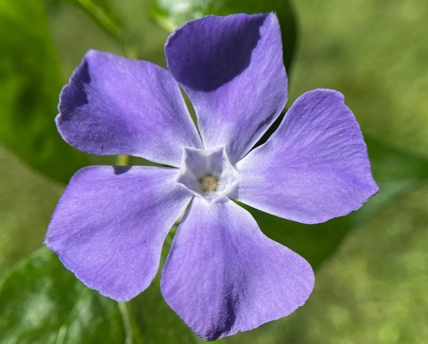 vinca plant care vinca plant care