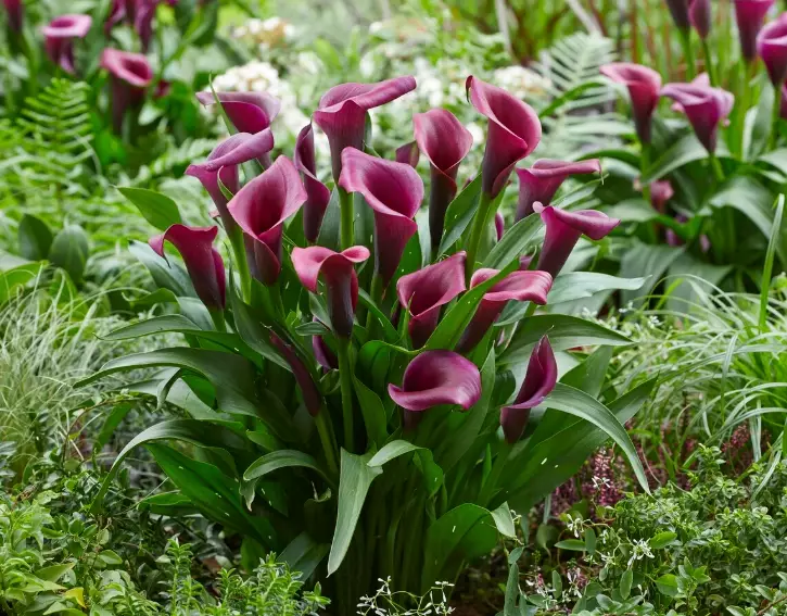 Calla lily plant care