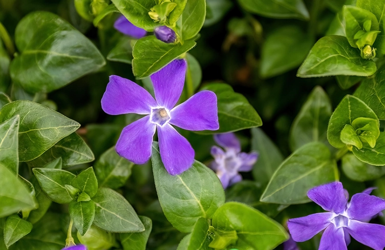 growing vinca minor growing vinca minor