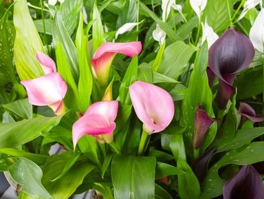 difference between calla lily and lily