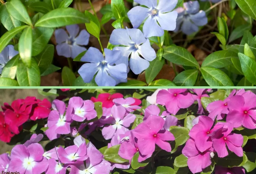 vinca ground cover plants vinca ground cover plants