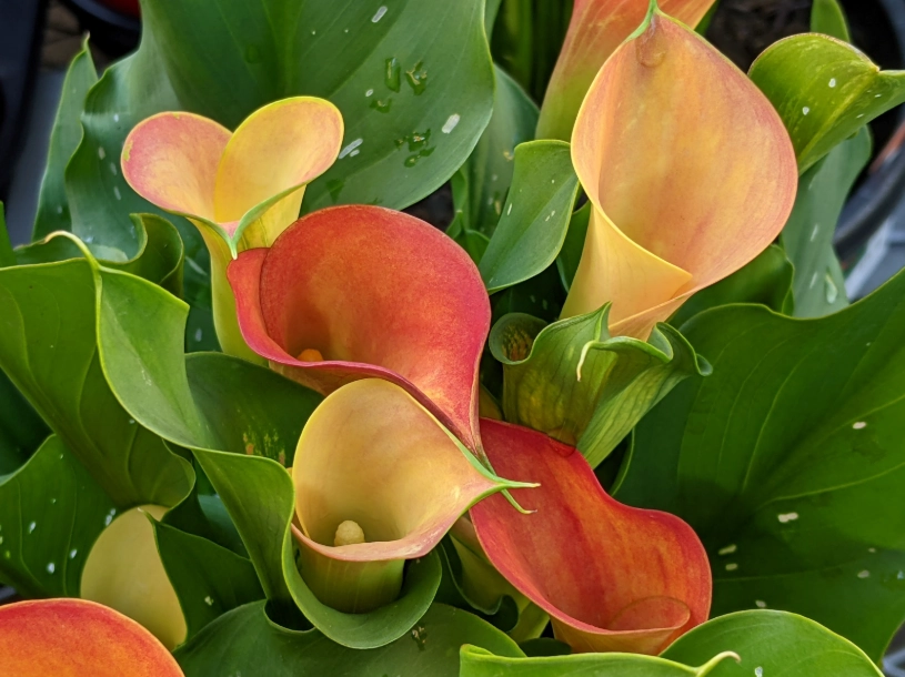 Callalily band songs