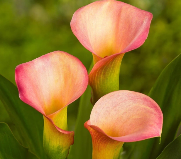 Callalily band songs