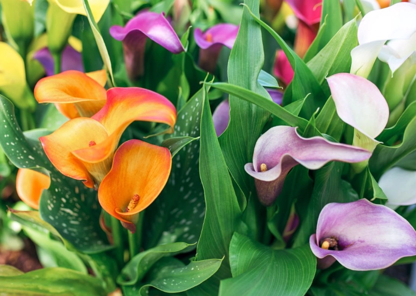 difference between calla lily and lily