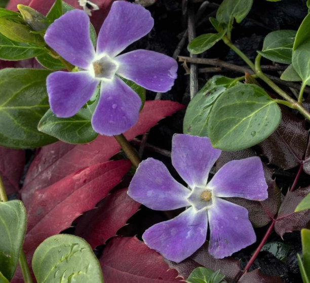 vinca ground cover plants vinca ground cover plants