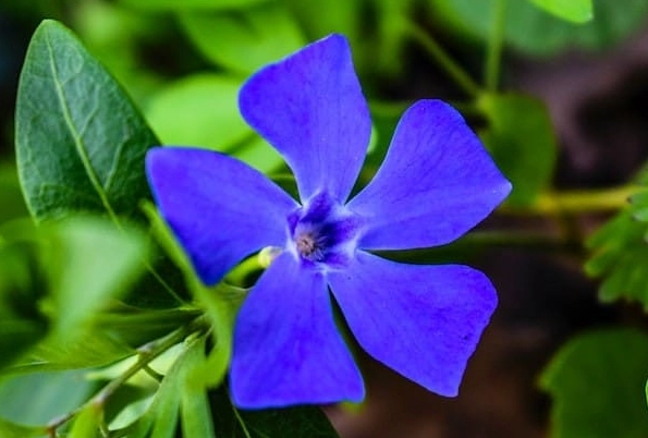 vinca plant care vinca plant care