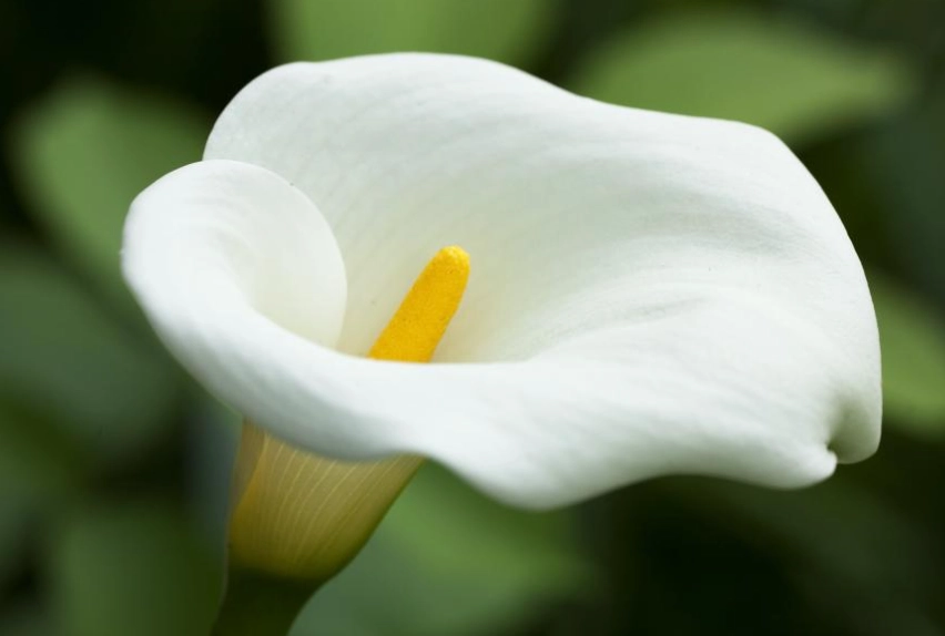 Calla lily plant care