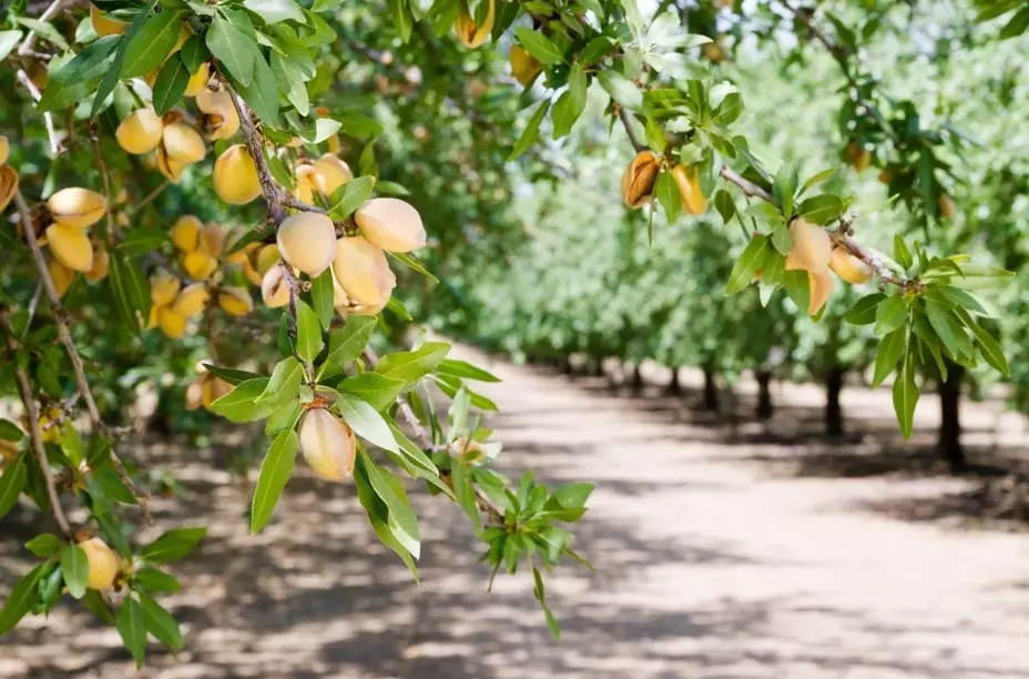 almond tree varieties