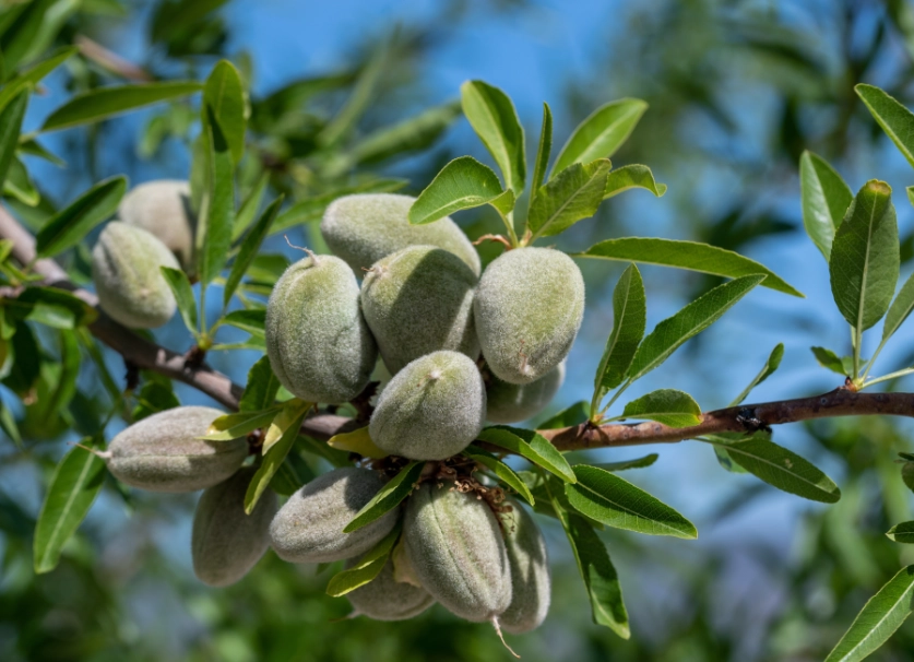 how to grow almond trees