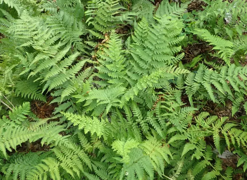 low maintenance ferns