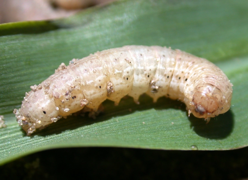 how to get rid of cutworms
