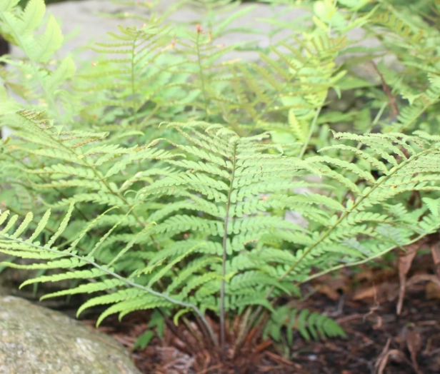 shade plants