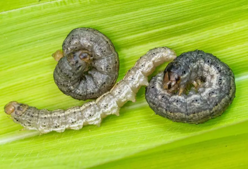 cutworm damage