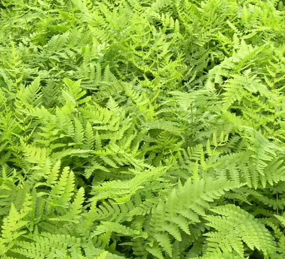 low maintenance ferns