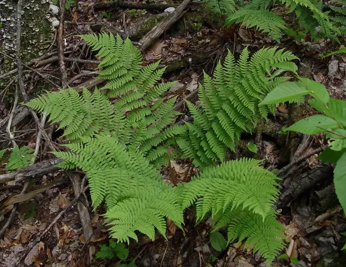 shade plants