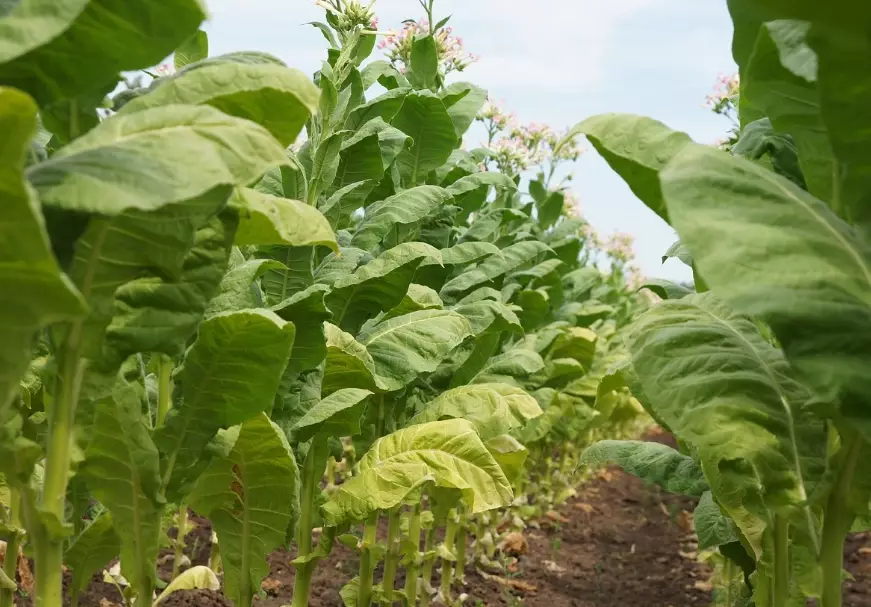 growing tobacco growing tobacco