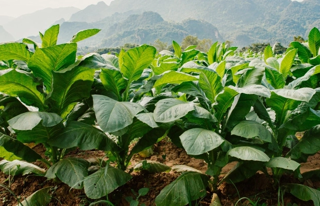 tobacco plant care tobacco plant care
