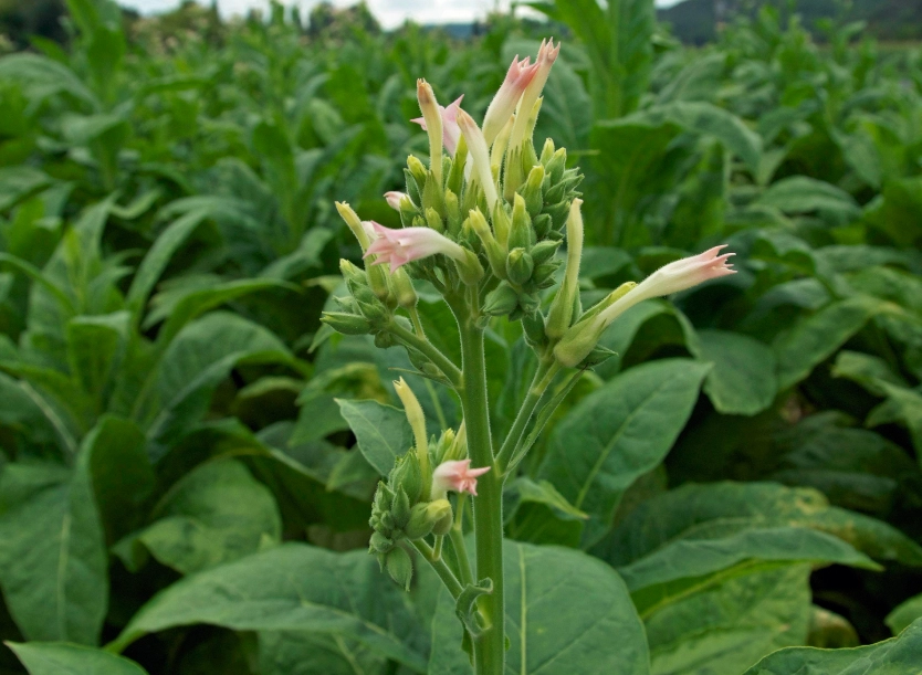nicotiana tabacum nicotiana tabacum