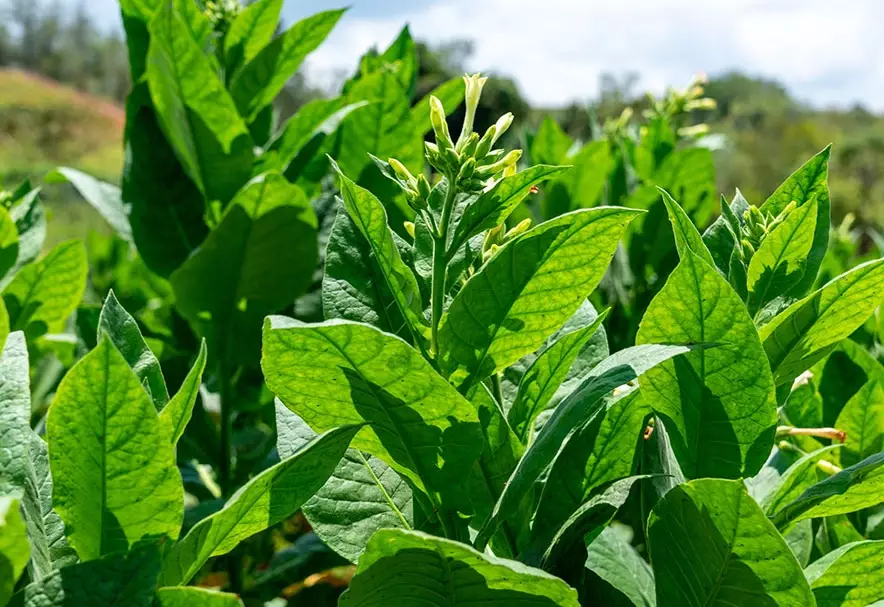 tobacco plant care tobacco plant care
