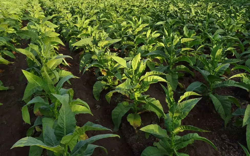 growing tobacco growing tobacco