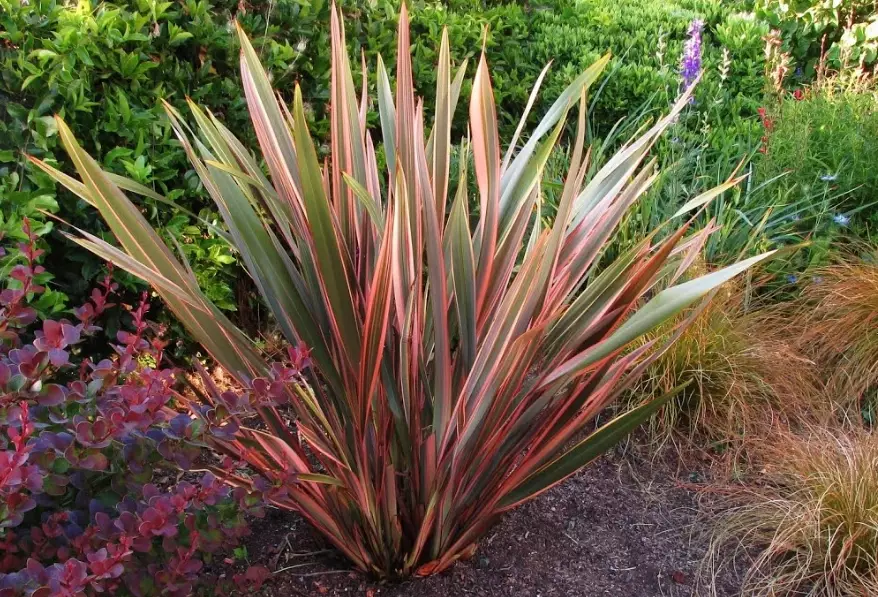 New Zealand flax