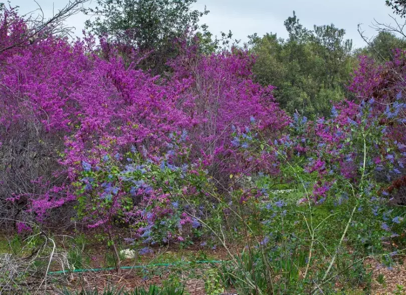lilac bush care lilac bush care