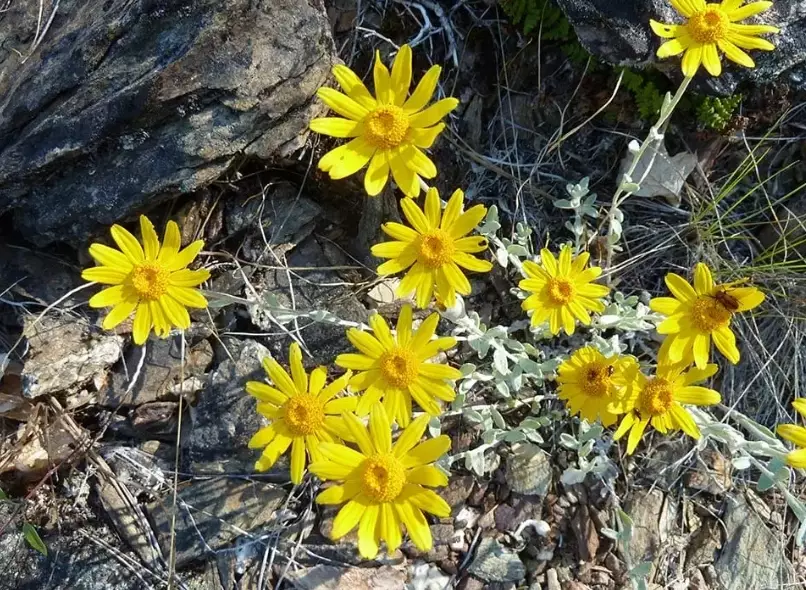 oregon sunshine plant
