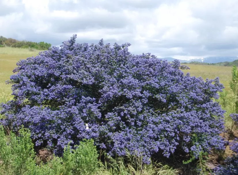 fragrant flowering shrubs fragrant flowering shrubs