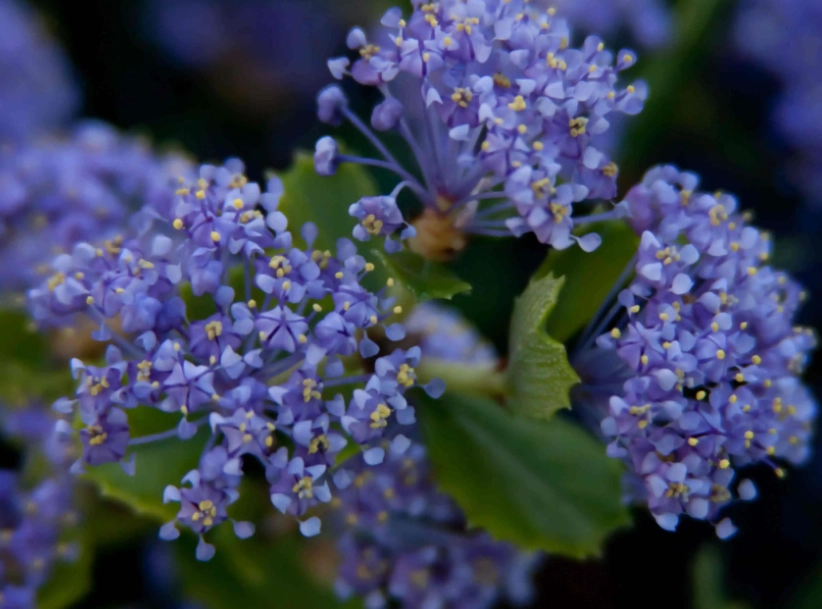 fragrant flowering shrubs fragrant flowering shrubs