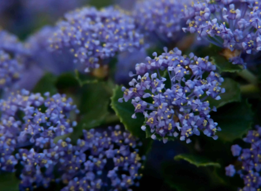 wild lilac plant wild lilac plant