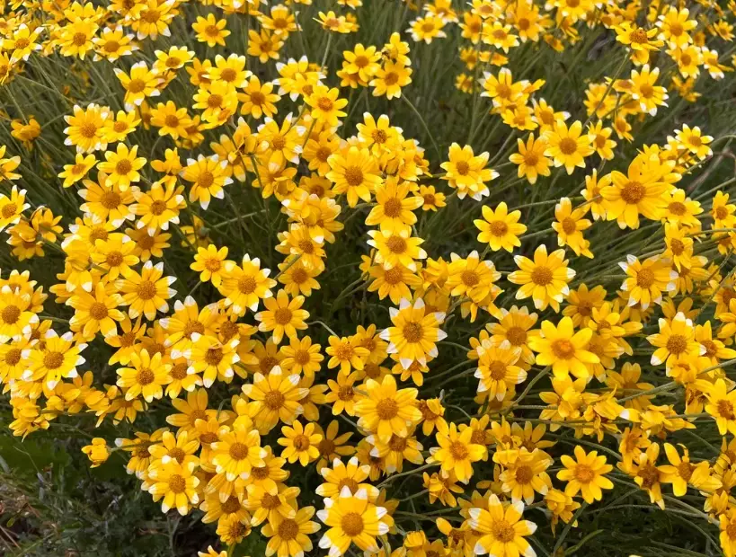 oregon sunshine plant