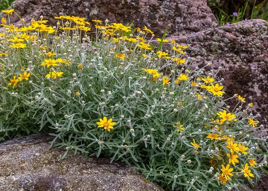eriophyllum lanatum