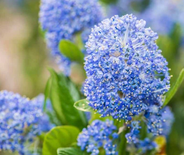 lilac bush care lilac bush care
