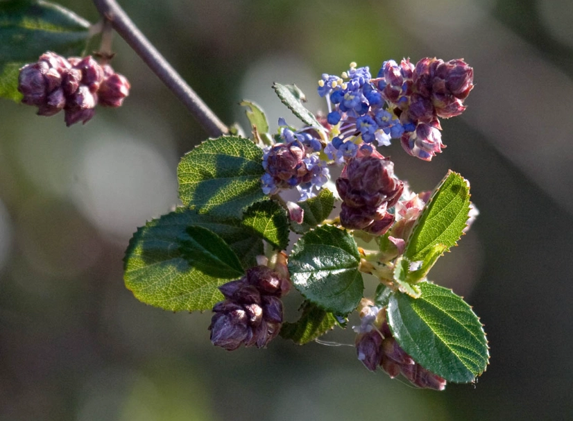 wild lilac plant wild lilac plant