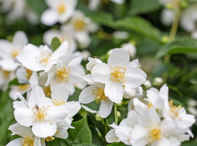 Philadelphus lewisii pruning