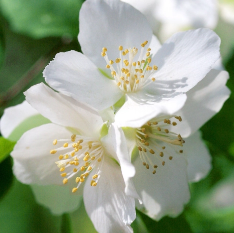 Lewis' mock orange care