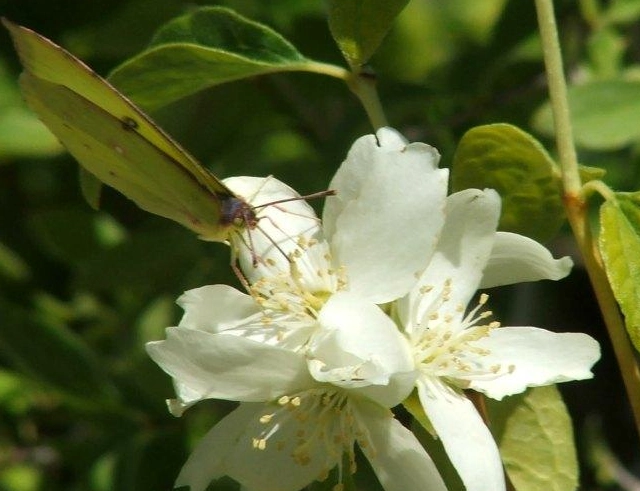 drought tolerant native shrubs