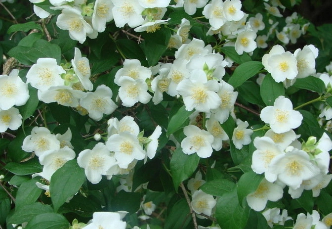 Philadelphus lewisii pruning