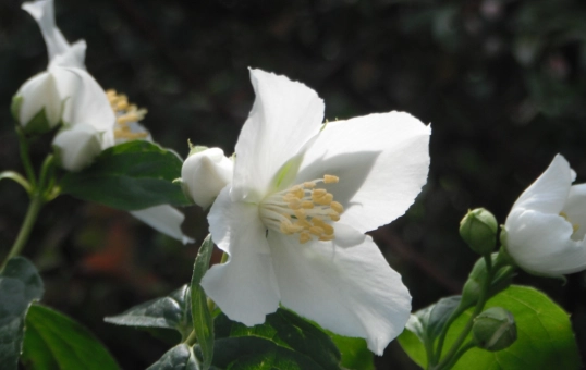 drought tolerant native shrubs